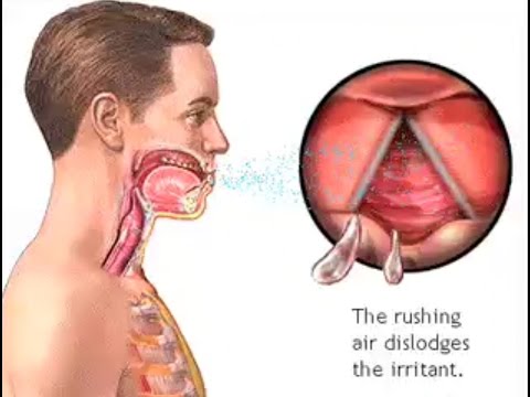 How Do We Cough? - The Mechanism of Coughing - Cough Reflex Animation - Learn Human Body
