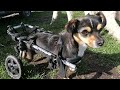 Собак-спинальник/Поломка коляски