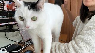 Filming my cat on a weekday