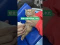 生まれたての子猫の緊急保護