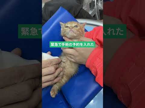 箱に放置された赤ちゃん猫を拾った