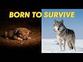 The Making of an Apex Predator: Ultimate Wolf Documentary