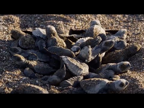 Vidéo: Ces drôles de tortues marines