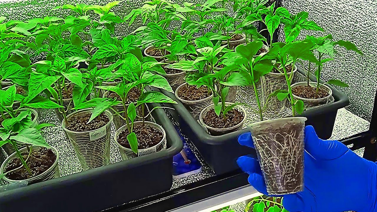 Перец выращиваю так и Проблем Не Знаю! Идеальный способ для сладкого и горького перца.