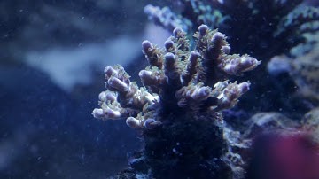 Vivid Creative Aquatics Random Flow Generators in Action.