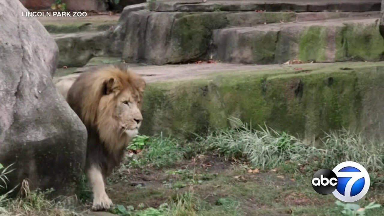 Lincoln Park Zoo lions moved to Kansas during Kovler Lion House ...