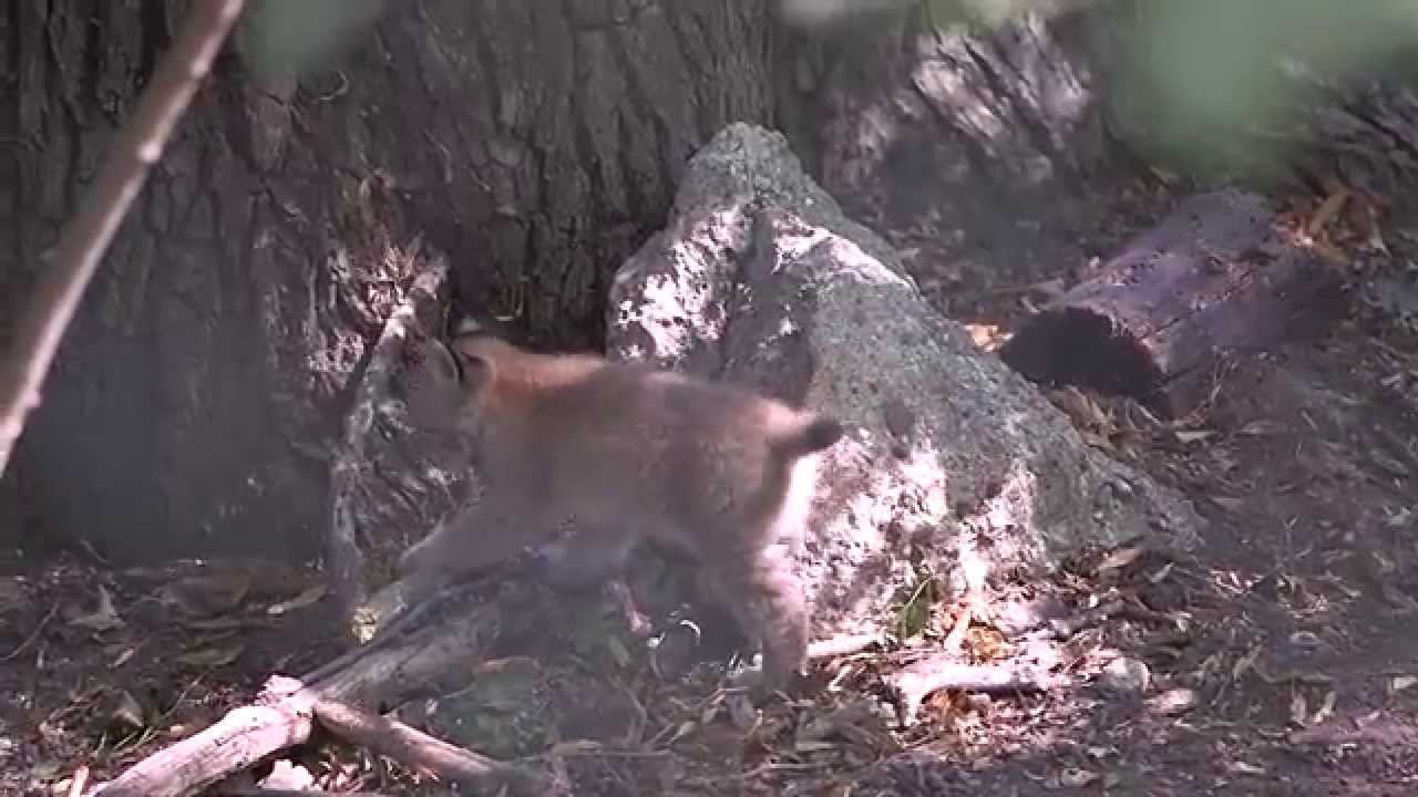 Luchs-Zwillinge auf Entdeckungstour im Tiergarten Schönbrunn