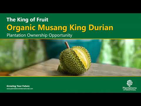 Organic Musang King Durian Investment