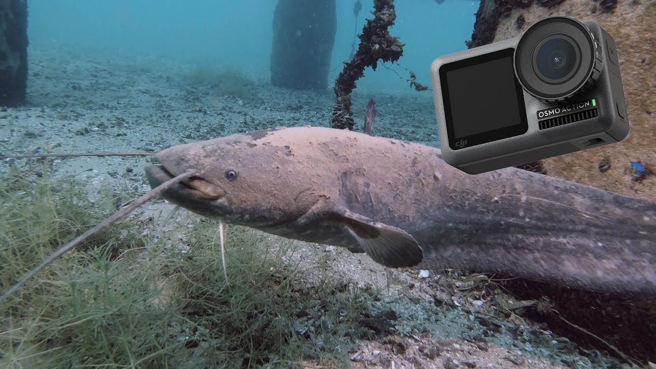 Tauchen Kulkwitzer See | Fischarten: Wels / Waller, Hecht | Folge 5 | DJI Osmo Action 4K 60 FPS