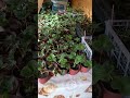 Спасаю клубнику от мороза!#клубника #сад