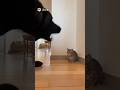 When a big dog barks fiercely at a tiny kitten… 🫣🫣 #cat #dog