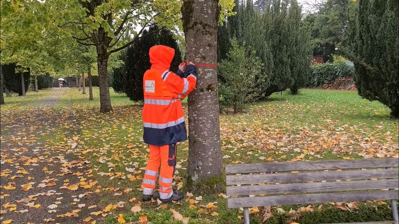 Misurare l’altezza degli alberi con un doppio metro? Ecco come funziona! YouTube