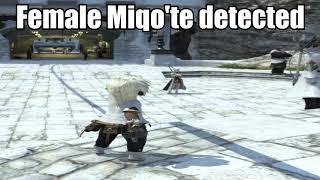 Female Miqo'te detected