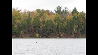 Fall Movement in the Northwoods