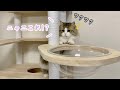 新しいキャットタワーが嬉しくて探検しちゃう猫が可愛すぎる！