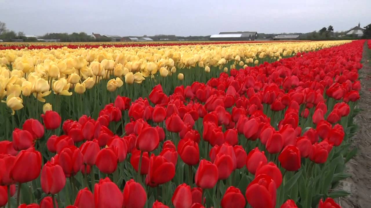 The famous Bulb Flower Area in Holland near Keukenhof (on a windy day