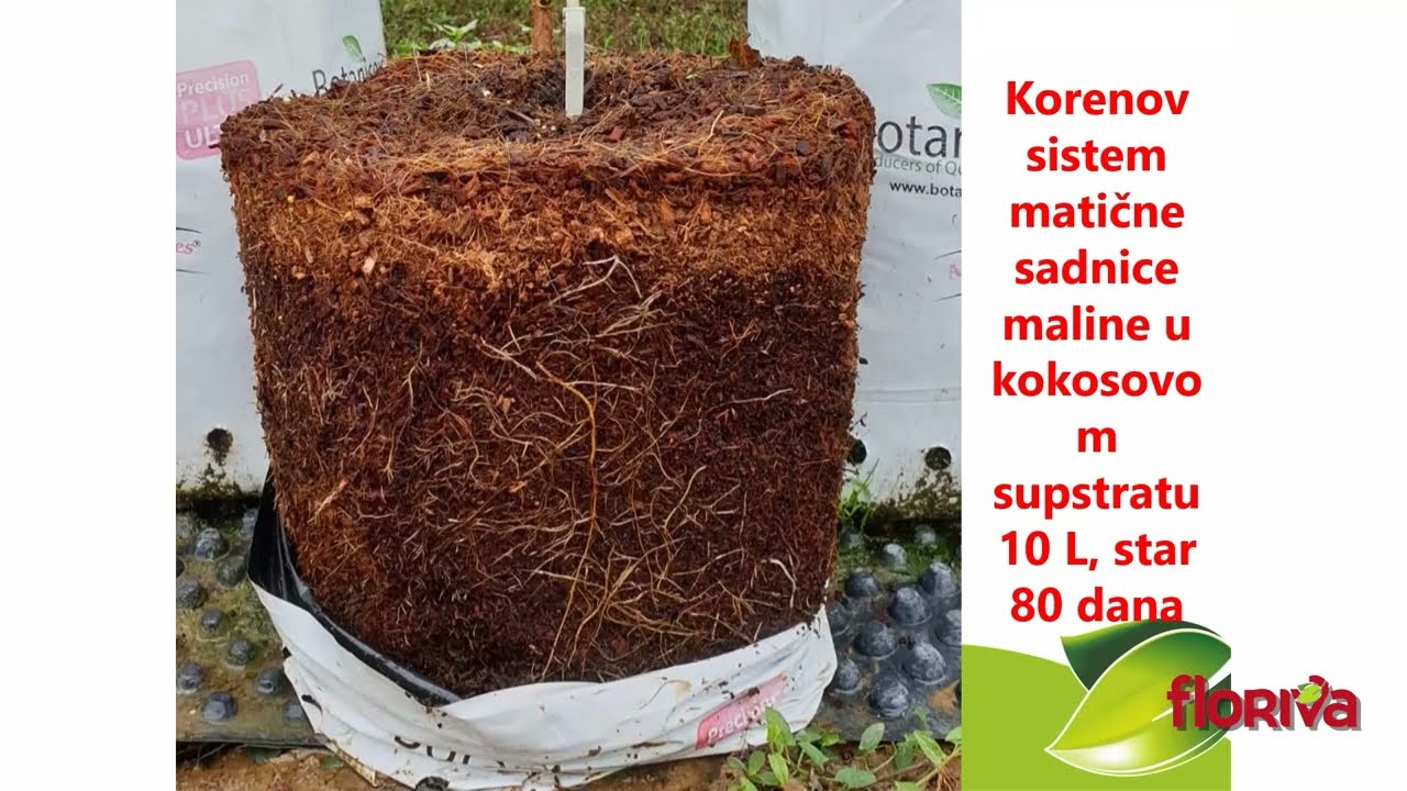 Proizvodnja malina u saksijama