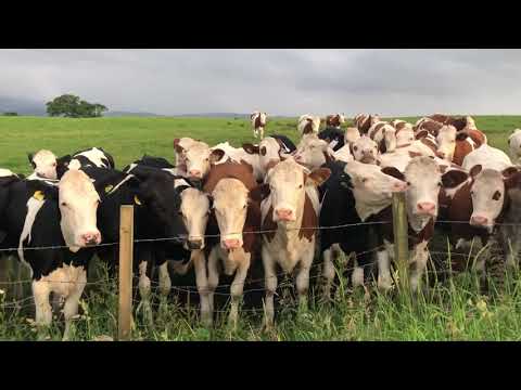 Close enCOWnters in Scotland… #cows #farm #livestock #scotland #travel #cowlife #cattle
