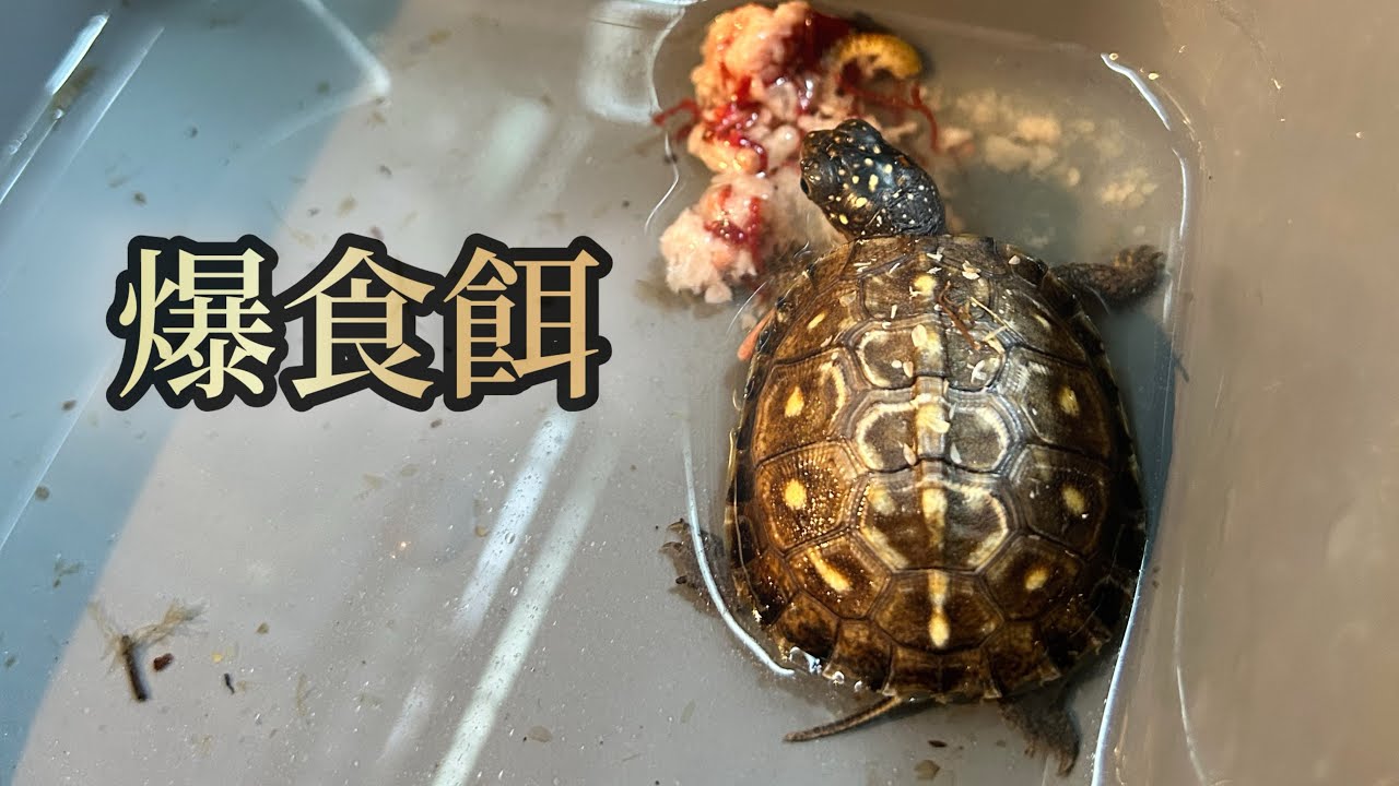 【爆食餌】拒食亀🆚ハコガメが狂う餌