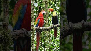 "The rarest bird you’ve NEVER seen..."#nature #music #viral