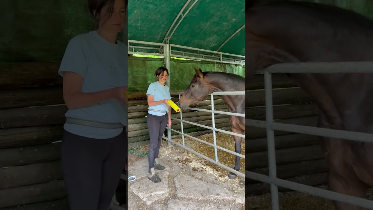 Starting a horse under saddle with Clicker training:  1. Targeting in protective contact