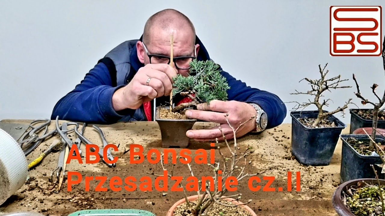 ABC Bonsai przesadzanie cz.2 YouTube