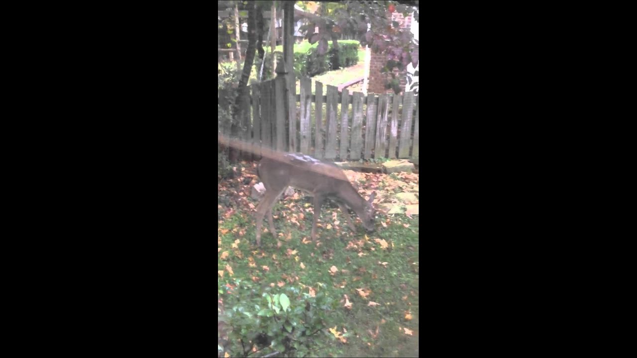 Hornyneighbors Hornyneighbors