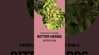 Amazing Healing Herbs & Plants of the Bible - Bitter Herbs #livercare #liversupport #digestiveaid