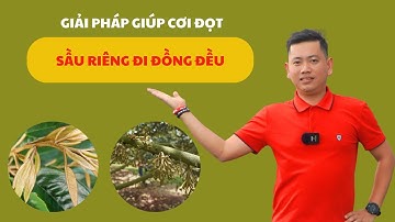 Giải Pháp Giúp Cơi Đọt Sầu Riêng Đi Đồng Đều | Nông Nghiệp TKA