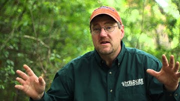 Deer Tree Stand Improvement - Deer Hunting Video Tips