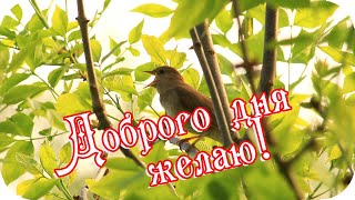 Доброго Дня Желаю!🌸 Пусть Будет День Воздушным И Веселым!🌸Good Morning!🌸