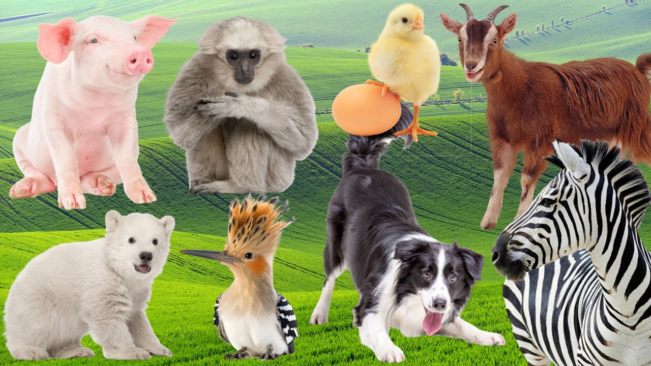 Explore Farm Animals: Buffalo, Pig, Sheep, Dog, Fish, Chicken, Horse, Rabbit, Cow - Animal Sounds