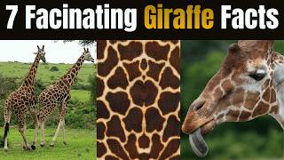 7 Giraffe Facts You’ve Never Heard