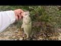Bassfishing  windy conditions are good to target  BIG BASS   #bassfishingismylife #bassfishing