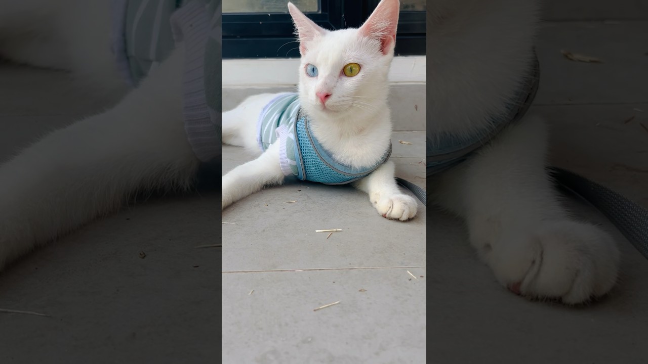 Mata belang🥰 Odd eye cat❤️ 