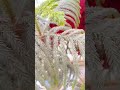 हर पत्ता, प्रकृति का वादा। #love #varshachoudhariofficial #songlyrics #minivlog #photoshoo