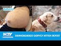 ЭХИНОКОККОЗ ООРУСУ ИТТЕН ЖУГАТ\\ДАБАГЕР\\NewTV