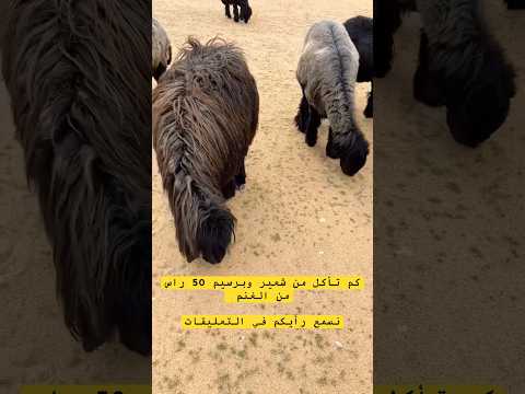 كم تأكل خمسين راس من الغنم من شعير وبرسيم وغيرها اكسبلور غنم ترند محركات