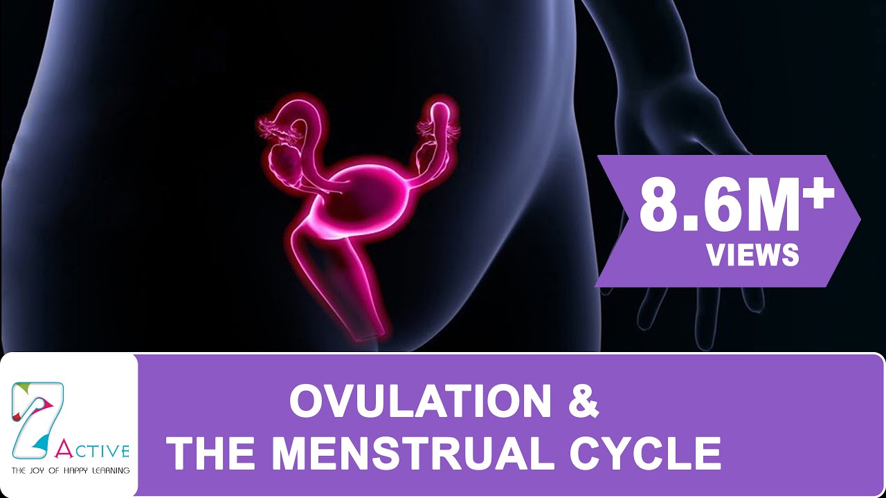 OVULATION & THE MENSTRUAL CYCLE - YouTube