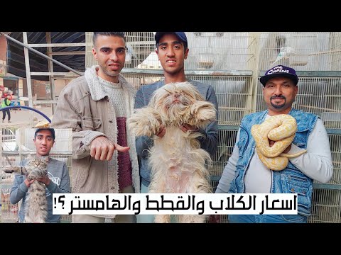 اسعار الكلاب والقطط والهامستر والسلاحف فى محلات الحيوانات واسعار اكسسوارات الحيوانات وطيور الزينة