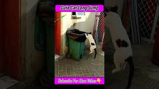 Cute Cat Long Jump | Cat tik tok | shorts