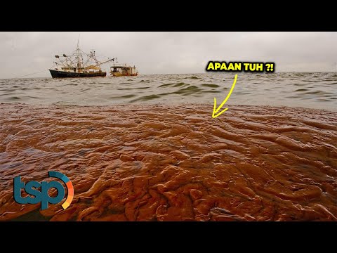 Video: Sisa-sisa Makhluk Hidup Tak Dikenal Dibuang Ke Pantai Alaska - Pandangan Alternatif