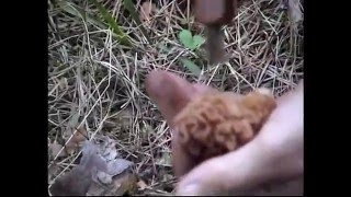 Грибы Строчки коричневые нашли в сосновом лесу. Смоленск. Грибы Строчки коричневые нашли в сосновом лесу. Смоленск.