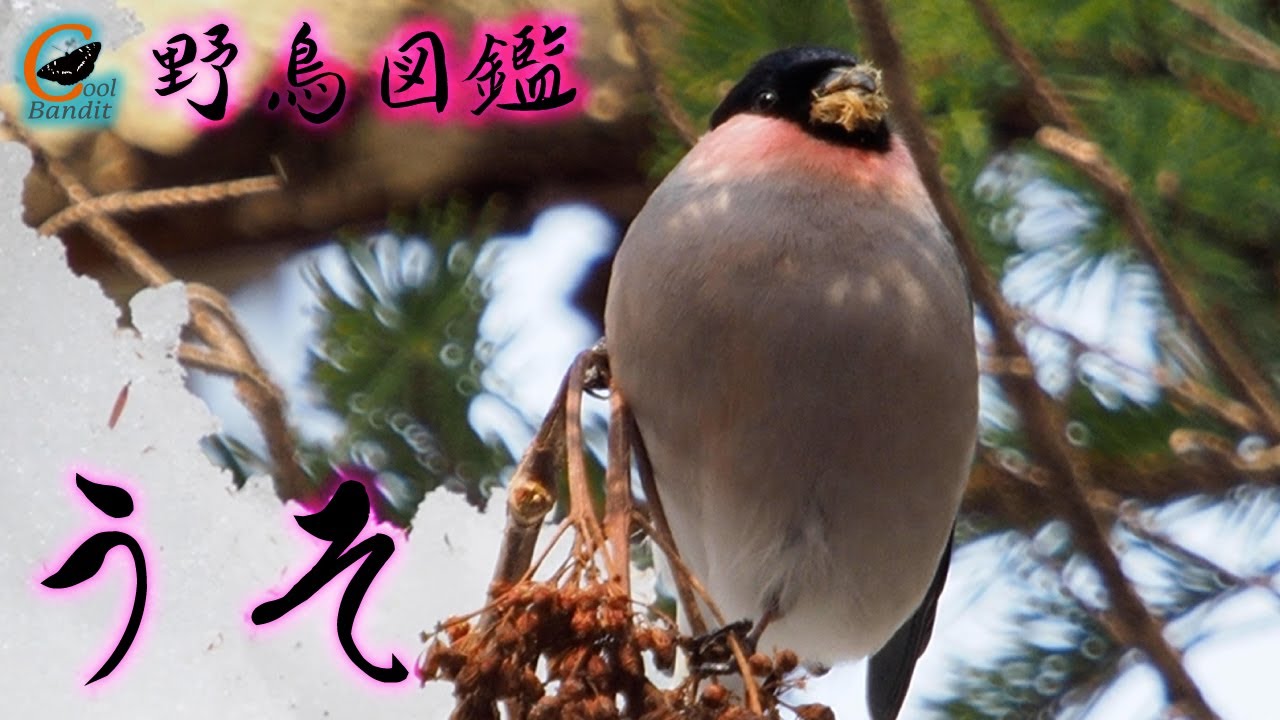 野鳥図鑑 うそ】北海道小樽市で撮影しました。リモートバード