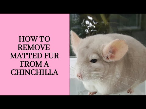 Video: Nghẹt Thở ở Chinchillas