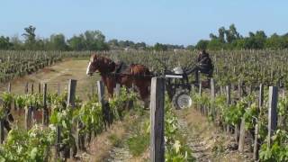 Cheval au travail dans les vignes