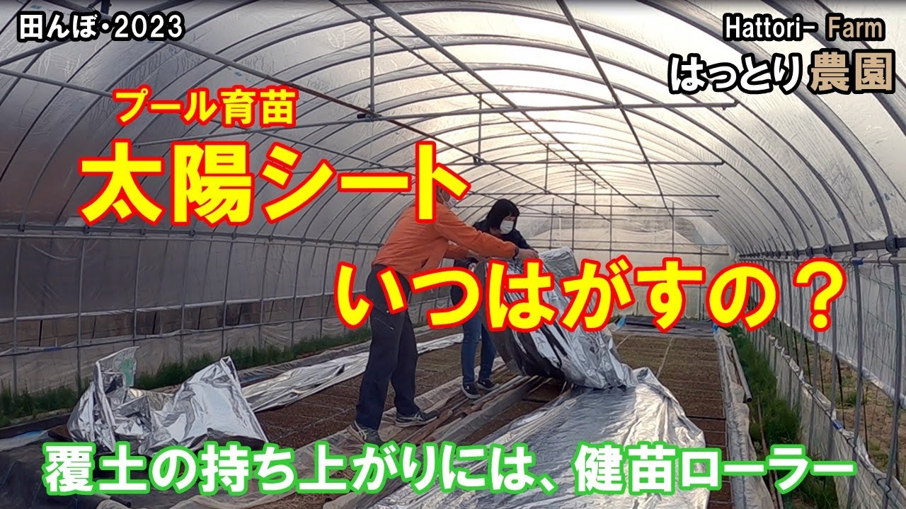 太陽シートはいつはがす？　種まき・3～4日後　20230411～12　田んぼ・2023　水稲の反射シート出芽（太陽シート）・密苗