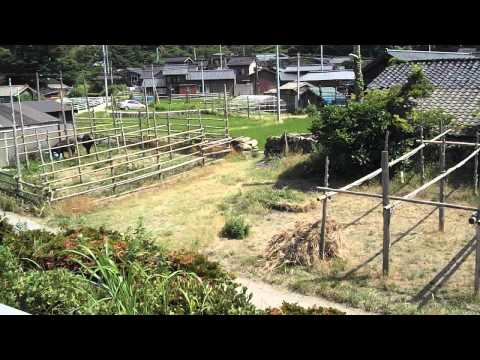 20130629関集落DSCF3121