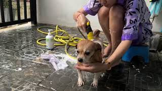 Mini shower, maximum cuteness 🫧🐾”