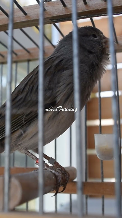 Blue Spanish Timbrado Canary short  #canary #birds #birdsounds #canarybirdsinging